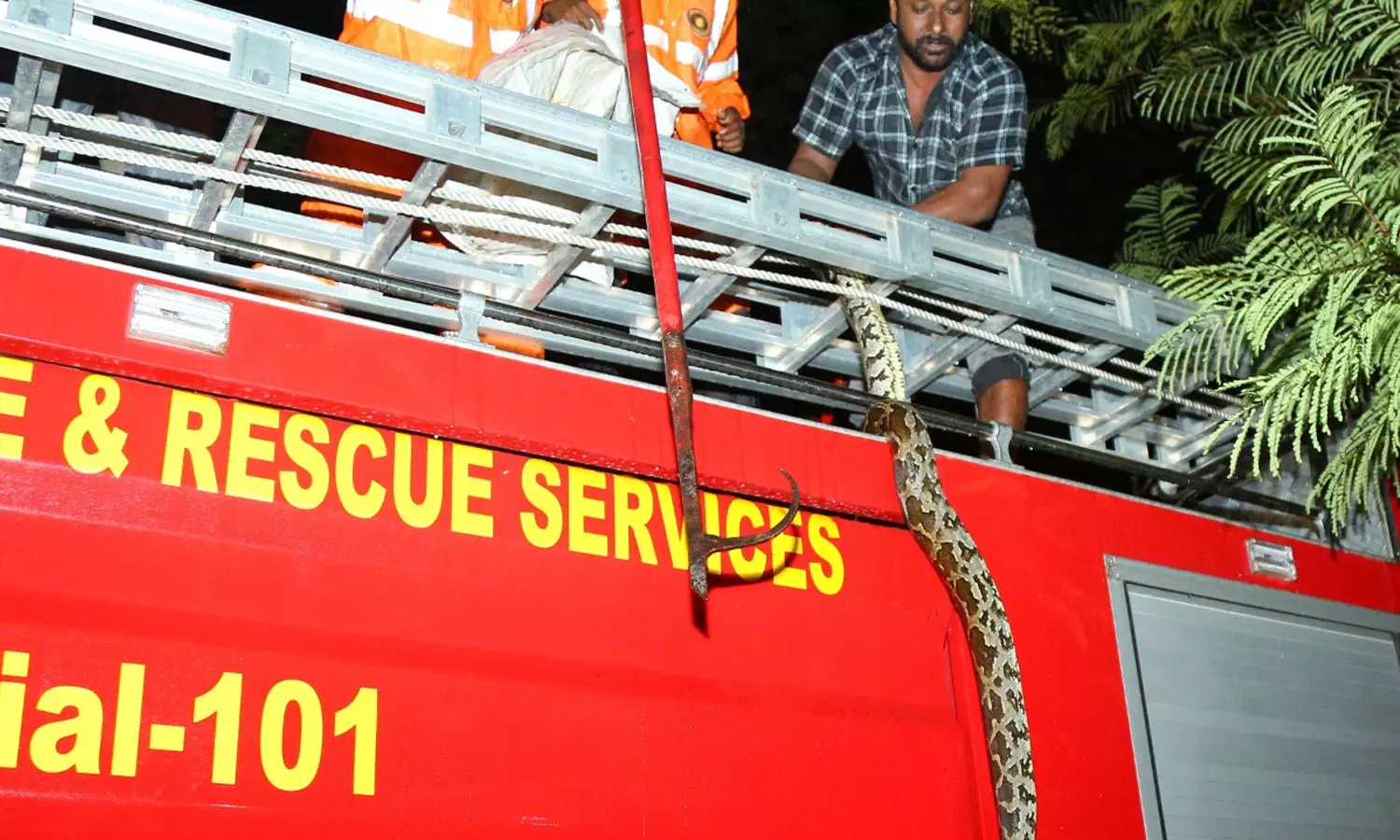 കണയന്നൂർ താലൂക്ക് ഓഫീസിന് മുന്നിലെ മരത്തിന് മുകളില്‍ പെരുമ്പാമ്പ്