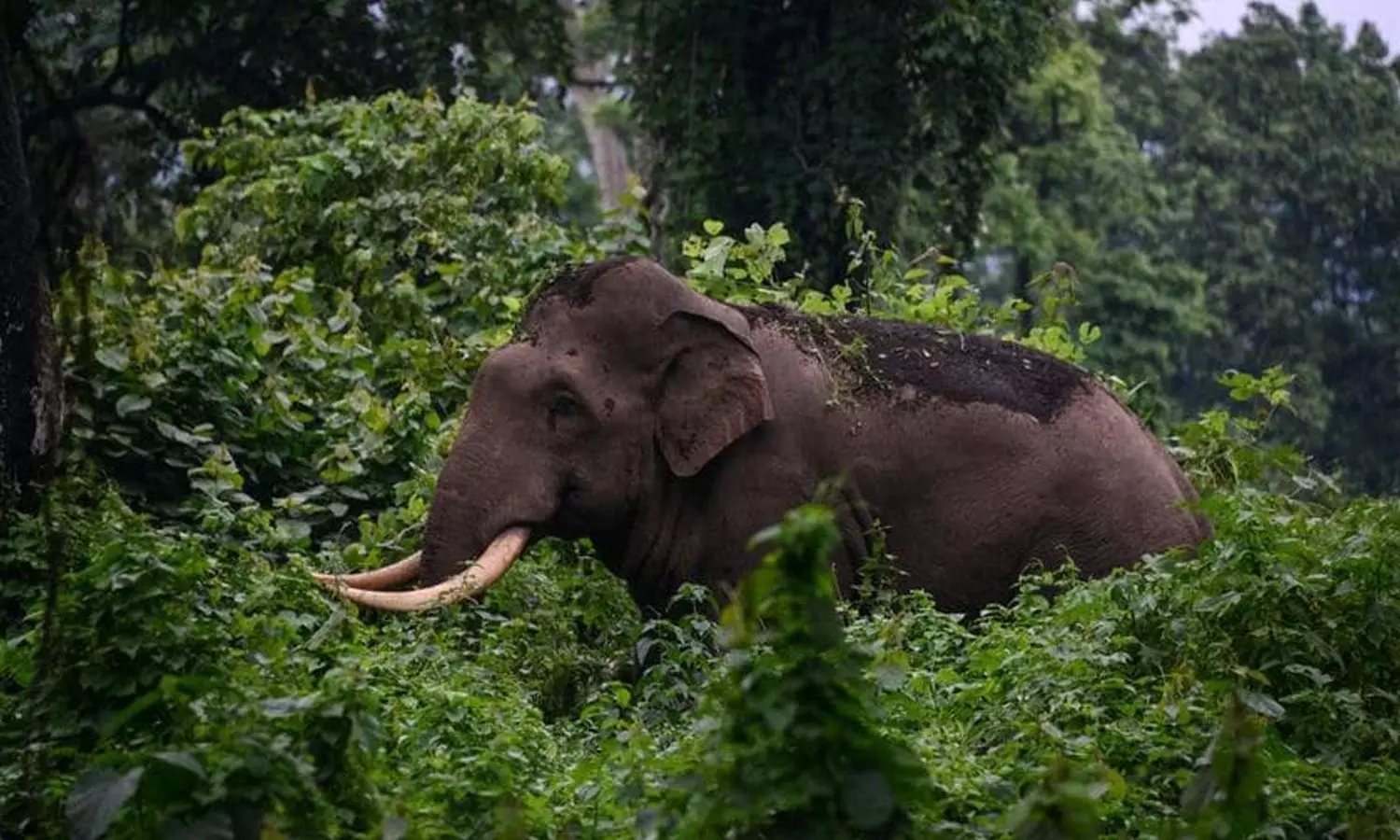 പാലക്കാട് വീണ്ടും കാട്ടാന ആക്രമണം;  ഒരു മരണം