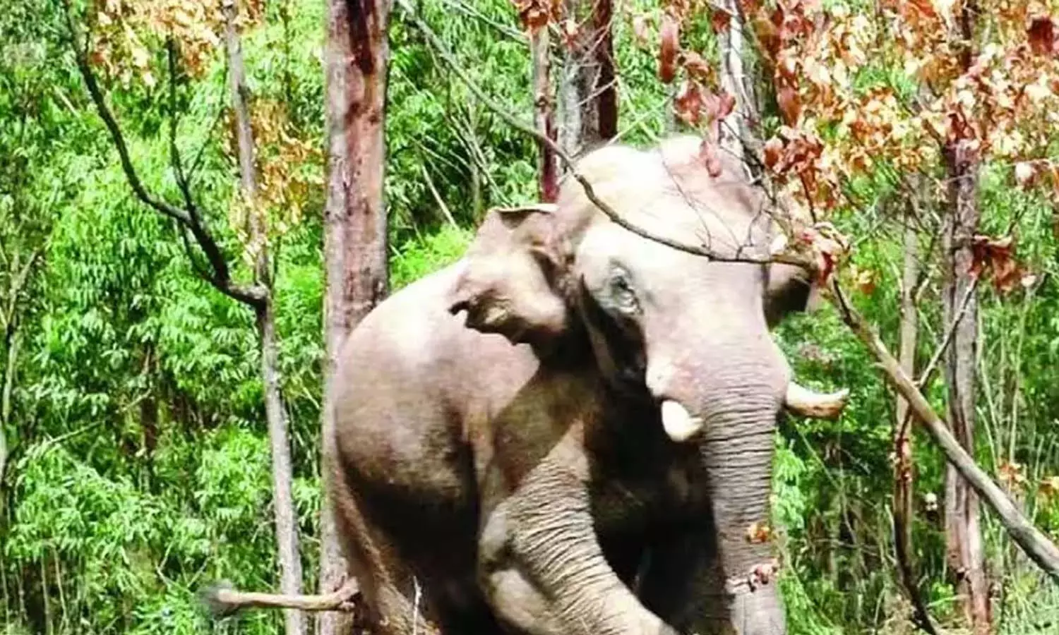 Arikomban, cement bridge, elephent, wild elephent