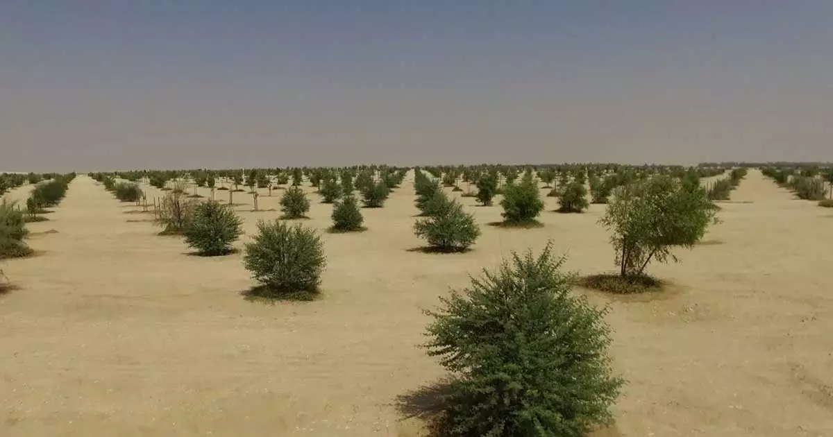 Grassland was planted;  The inexperienced deserts of Qatar