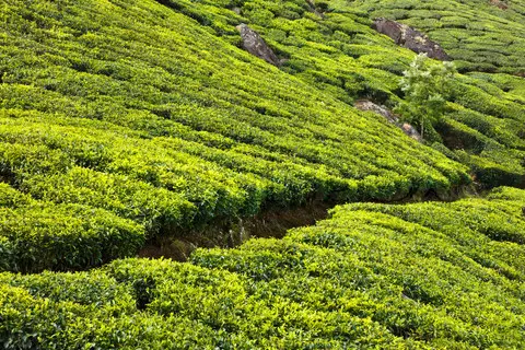 തോട്ടം മേഖലയിലെ പ്ലാന്റേഷൻ നികുതിയും കാർഷിക ആദായ നികുതിയും ഒഴിവാക്കി